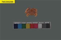 藏品(肉球皺蟹)的圖片